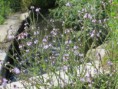 /album/galleria-foto-le-piante-magiche/verbena-offixcinalis-img-7690-2-jpg/